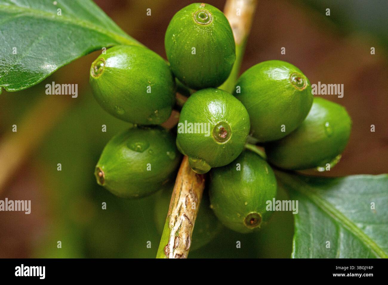 Fruits de café vert. Amatlán, Morelos, Mexique Banque D'Images