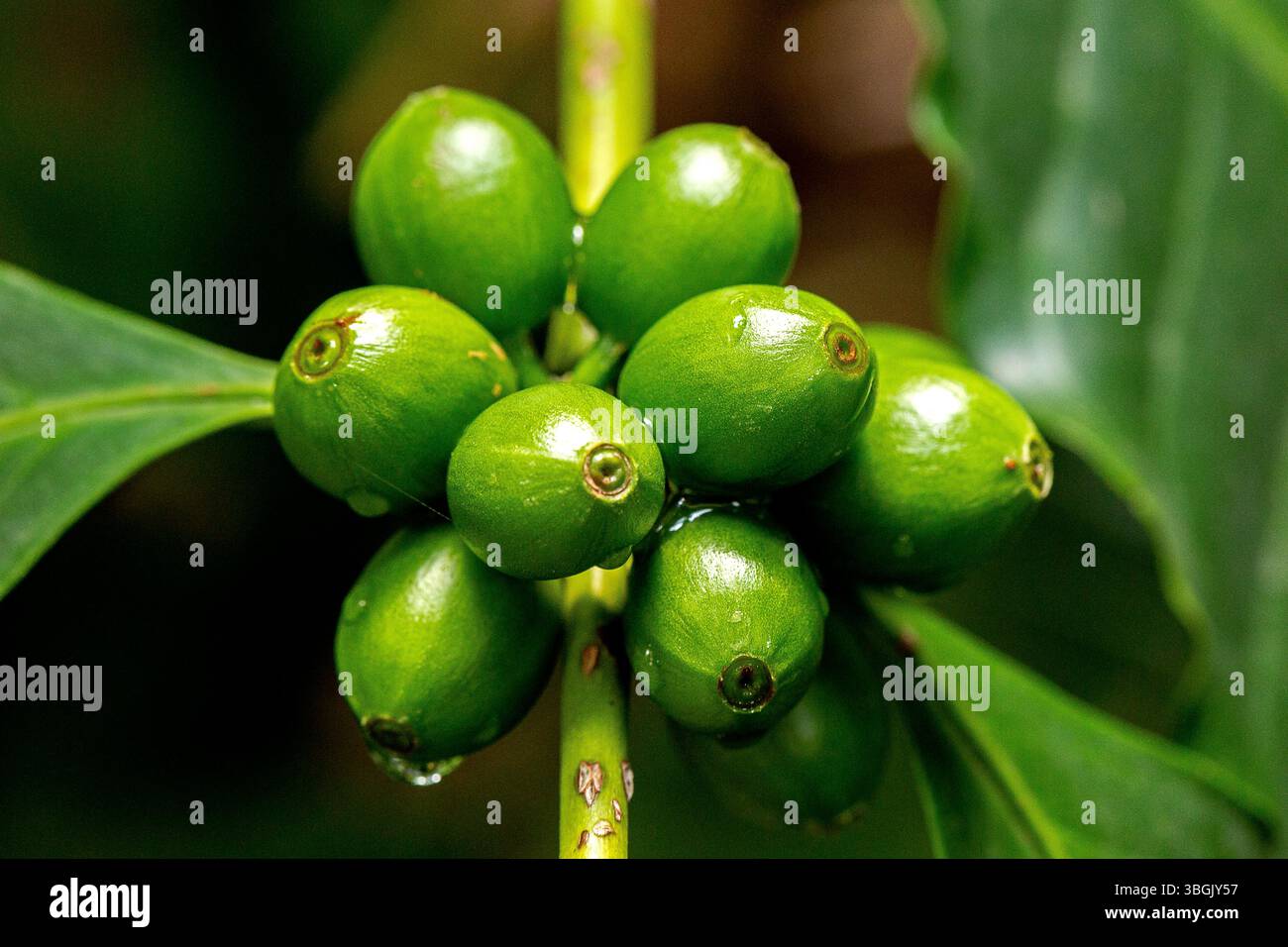 Fruits de café vert. Amatlán, Morelos, Mexique Banque D'Images
