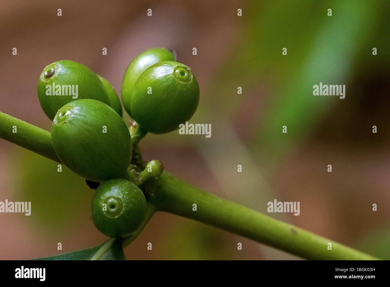 Fruits de café vert. Amatlán, Morelos, Mexique Banque D'Images