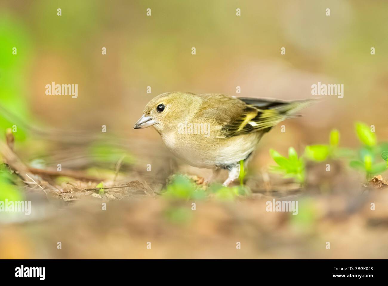 Chaffinch eurasien (Fringilla coelebs) marchant sur le sol, Bavière, Allemagne, Europe Banque D'Images