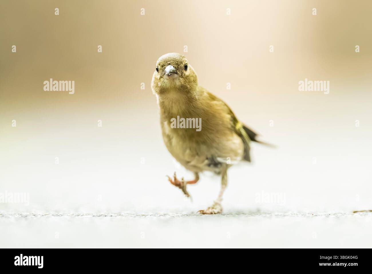 Chaffinch eurasien (Fringilla coelebs) marchant sur le sol, Bavière, Allemagne, Europe Banque D'Images