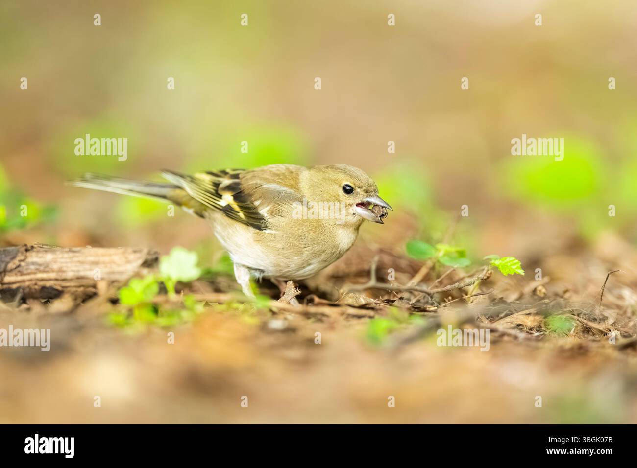 Chaffinch eurasien (Fringilla coelebs) marchant sur le sol, Bavière, Allemagne, Europe Banque D'Images