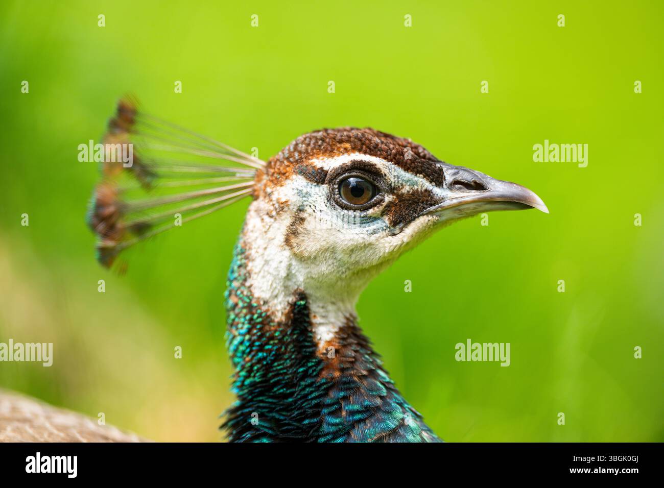 Perle indienne (Pavo cristatus) sur un pré, portrait, Allemagne, Europe Banque D'Images