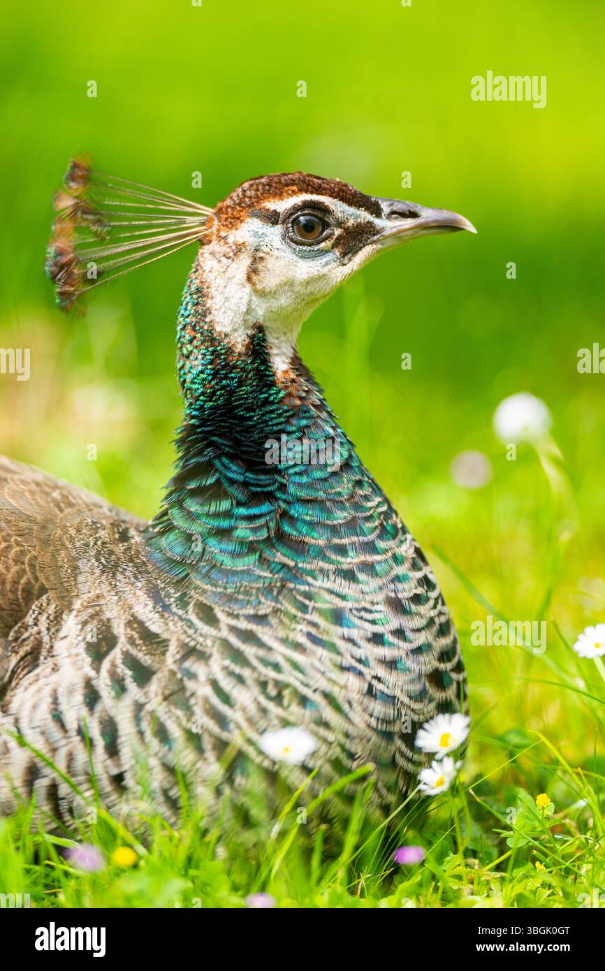 Perle indienne (Pavo cristatus) sur un pré, portrait, Allemagne, Europe Banque D'Images