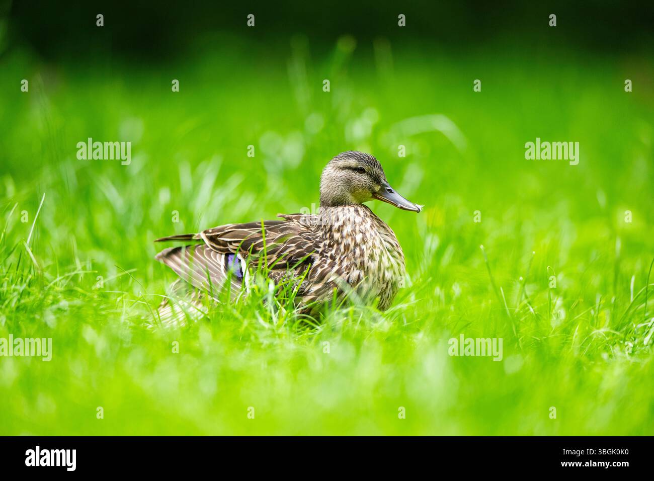 Femelle de canard sauvage (Anas platyrhynchos) dans un pré, Bavière, Allemagne, Europe Banque D'Images