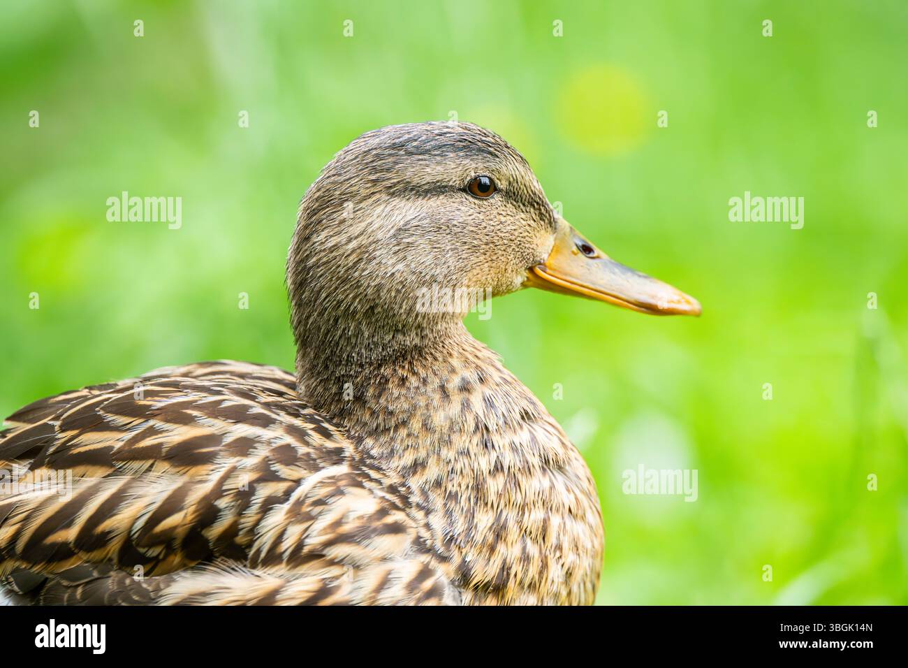 Femelle de canard sauvage (Anas platyrhynchos) dans un pré, Bavière, Allemagne, Europe Banque D'Images