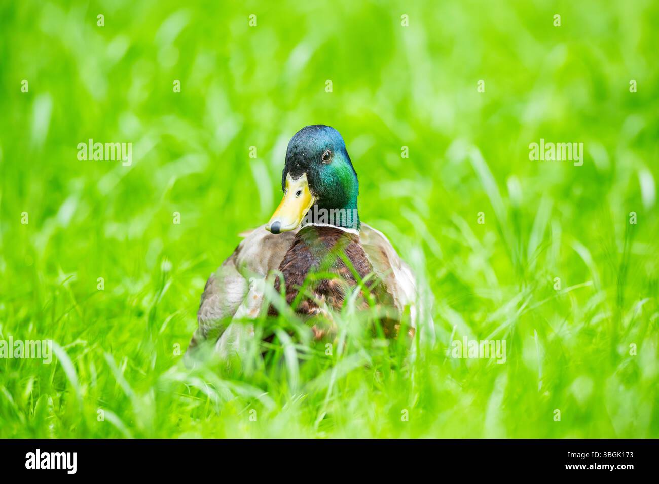 Femelle de canard sauvage (Anas platyrhynchos) dans un pré, Bavière, Allemagne, Europe Banque D'Images