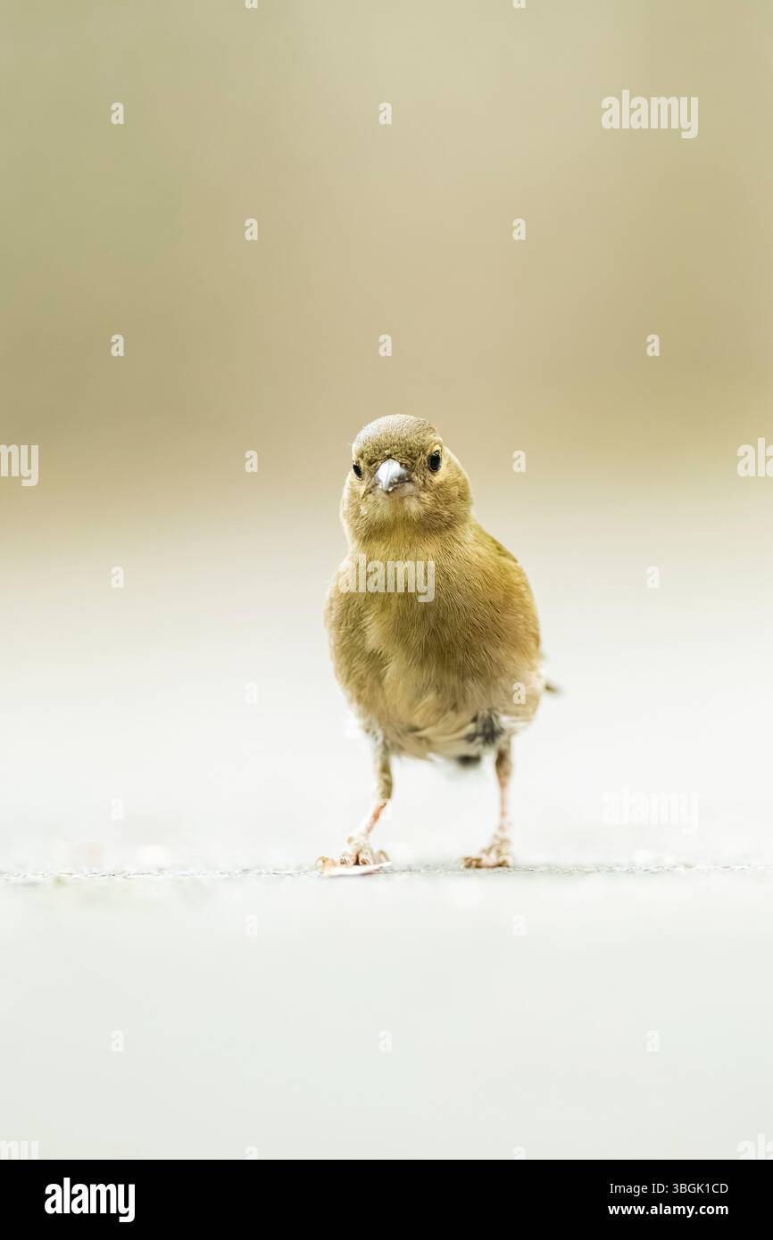 Chaffinch eurasien (Fringilla coelebs) marchant sur le sol, Bavière, Allemagne, Europe Banque D'Images