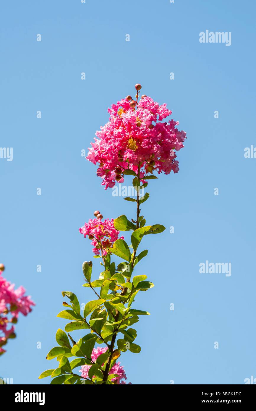 Fleur de myrte crêpe (Lagerstroemia indica) dans le Chianti, région du Chianti, Toscane, Italie, Europe Banque D'Images