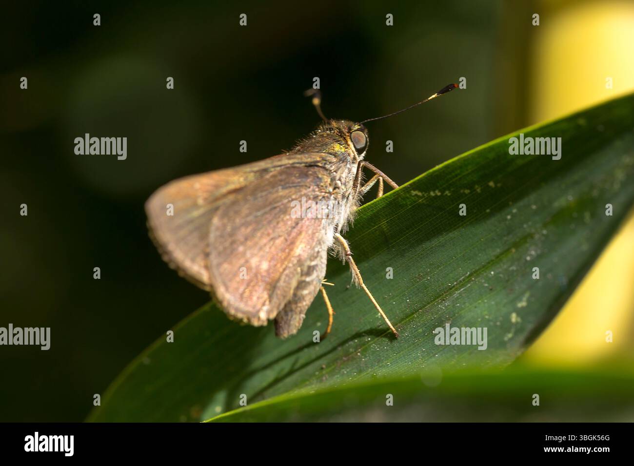 Un papillon ; Amatlán, Morelos, Mexique Banque D'Images