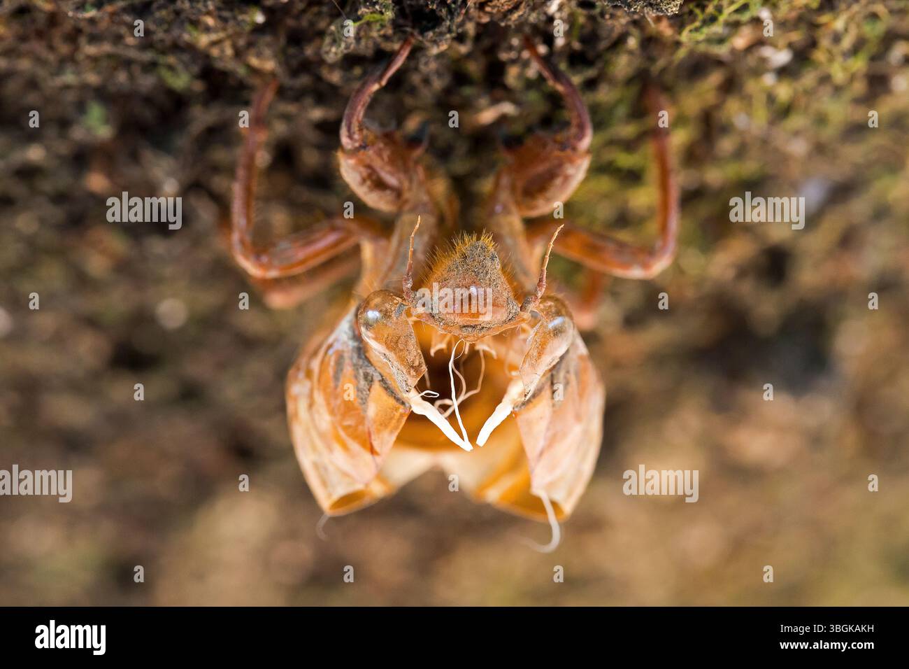 Peau de cicada. Amatlán, Morelos, Mexique Banque D'Images
