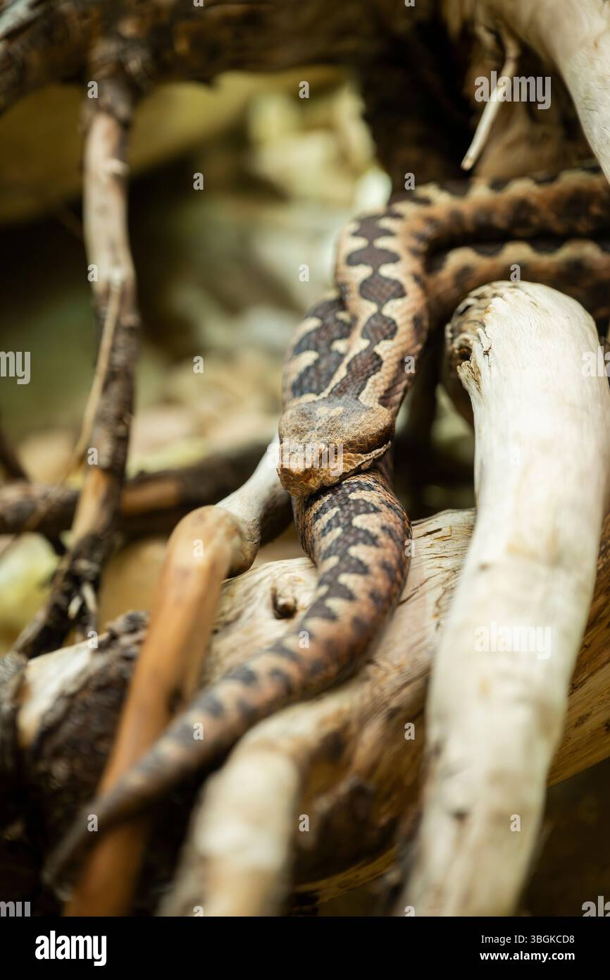 Vipère à cornes (Vipera ammodytes) se trouvant dans les buissons, Allemagne Banque D'Images