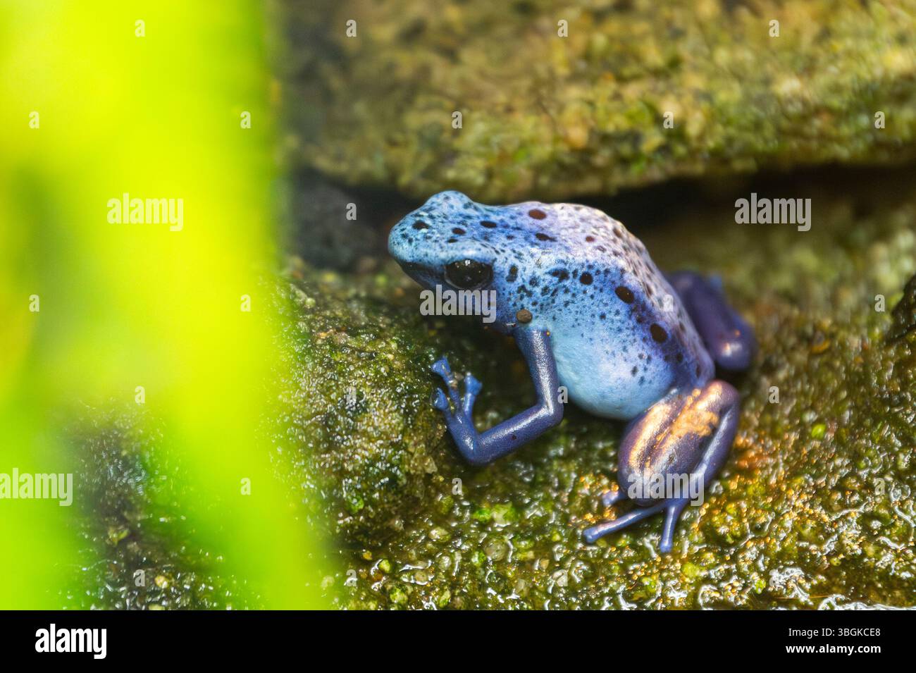 Grenouille à flèche poison bleue ou grenouille à flèche poison bleue (Dendrobates tinctorius 'azureus'), captive Banque D'Images