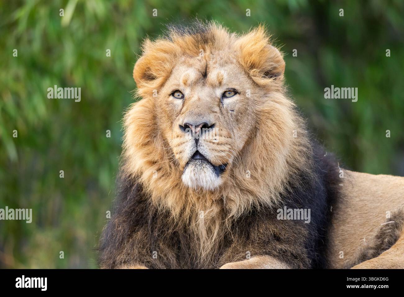 Lion (Panthera leo) mâle, portrait, captif, Allemagne Banque D'Images