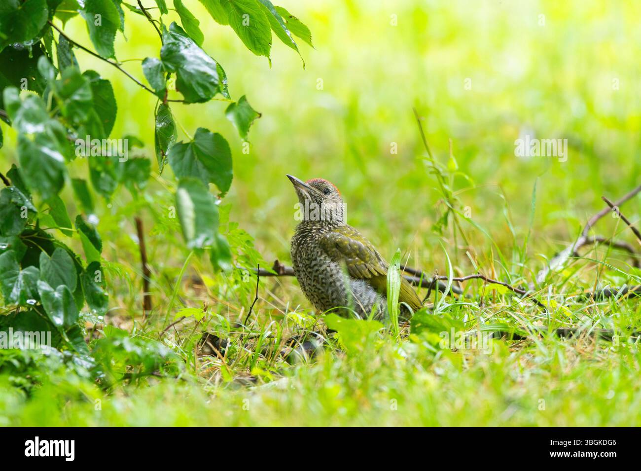 Pic vert européen (Picus viridis) jeune dans un pré, Bavière, Allemagne, Europe Banque D'Images