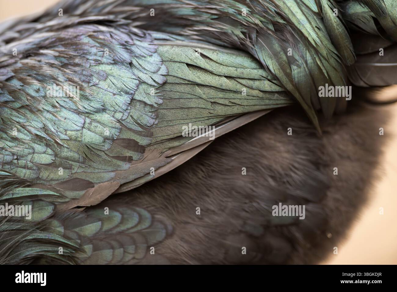 Ayam Cemani, poulet domestique (Gallus gallus domesticus), plumes, détail, noir, Bavière, Allemagne, Europe Banque D'Images