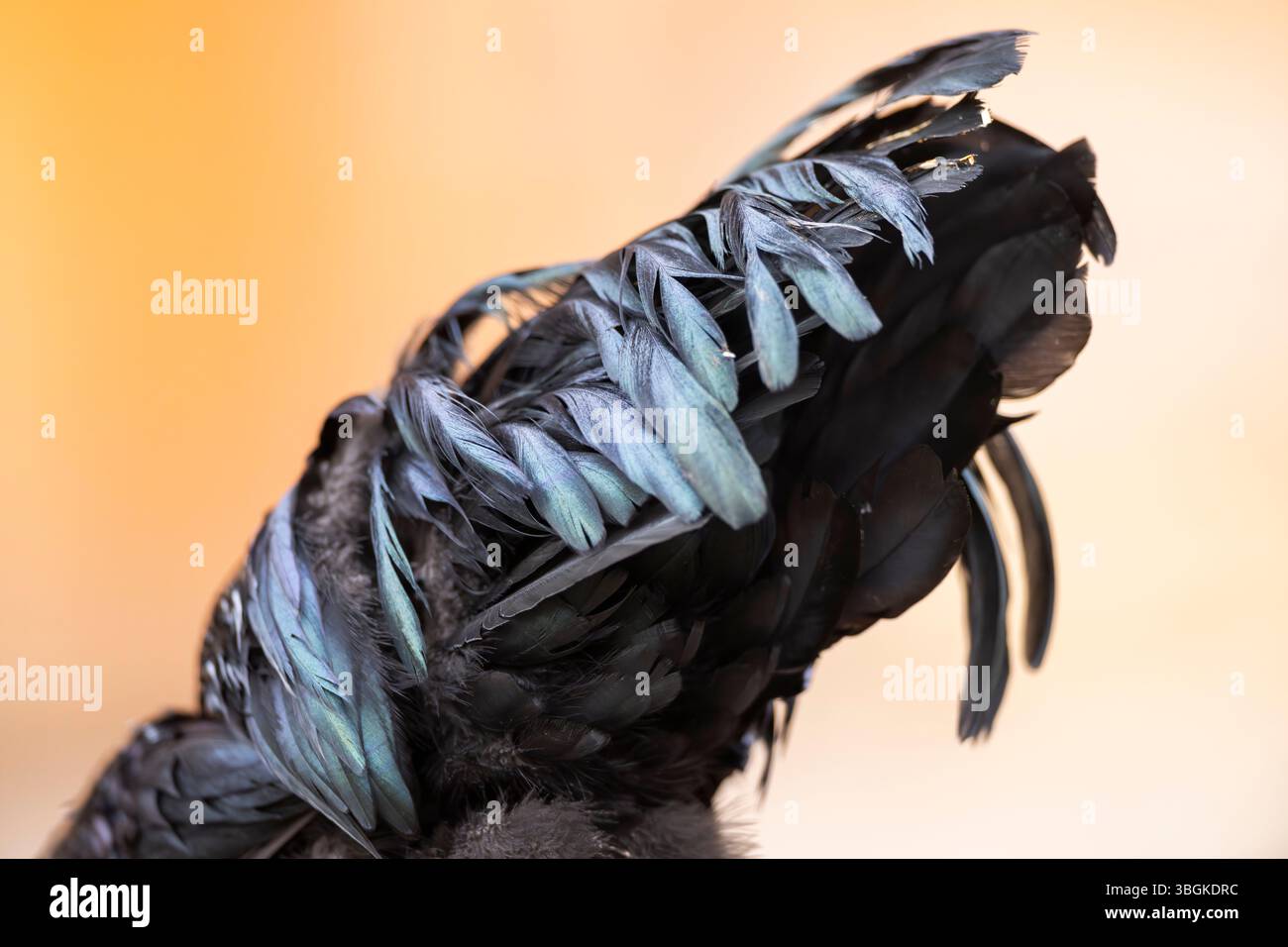 Ayam Cemani, poulet domestique (Gallus gallus domesticus), plumes, détail, noir, Bavière, Allemagne, Europe Banque D'Images