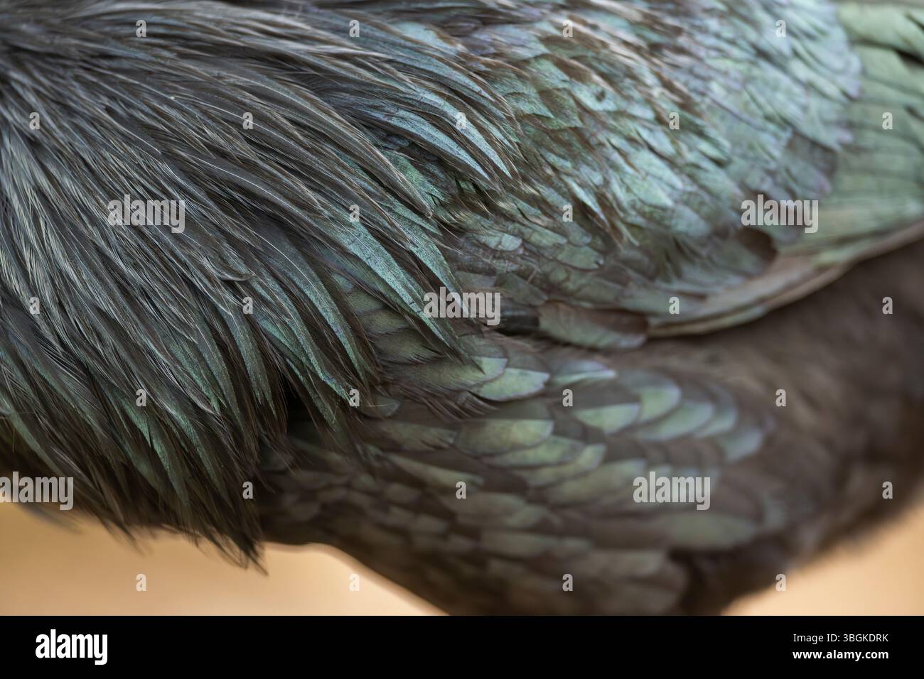 Ayam Cemani, poulet domestique (Gallus gallus domesticus), plumes, détail, noir, Bavière, Allemagne, Europe Banque D'Images