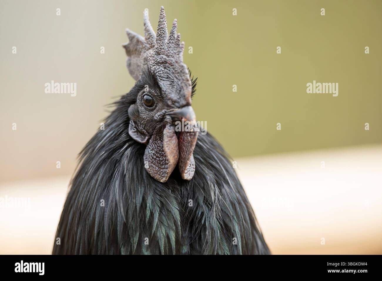 Ayam Cemani, poulet domestique (Gallus gallus domesticus), noir, poule, portrait, Bavière, Allemagne, Europe Banque D'Images