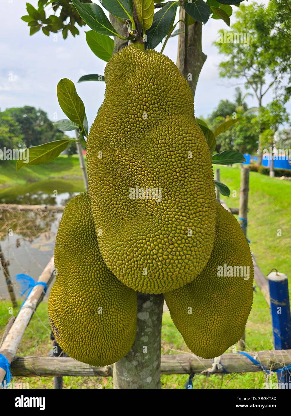 Trois jackfruits poussant sur un arbre - Image de stock capturée avec un smartphone