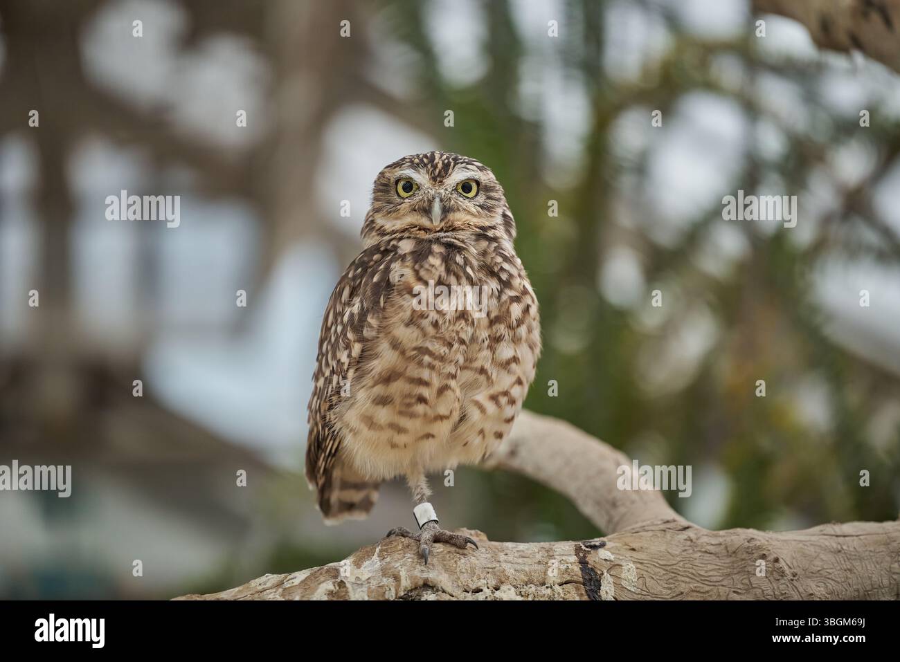 La petite chouette Athene noctua, la chouette d'Athena ou la chouette de Minerve debout sur une branche Banque D'Images