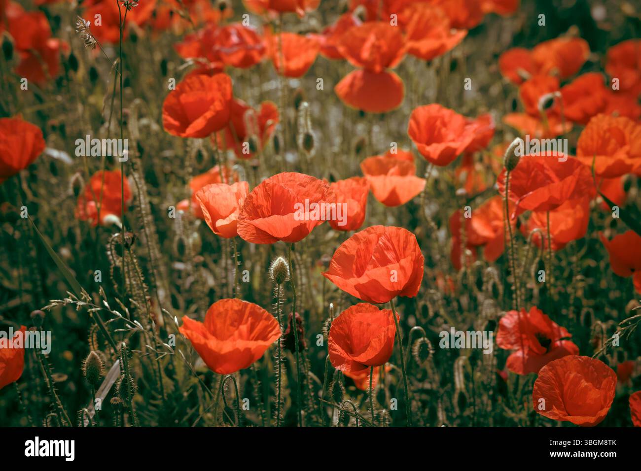 Une vue aérienne époustouflante d'un vaste champ de coquelicots, des fleurs rouges éclatantes qui s'étendent sur une végétation luxuriante. Photo avec arrière-plan flou et mise au point sélective. Banque D'Images Une vue aérienne époustouflante d'un vaste champ de coquelicots, des fleurs rouges éclatantes qui s'étendent sur une végétation luxuriante. Photo avec arrière-plan flou et mise au point sélective. Banque D'Images