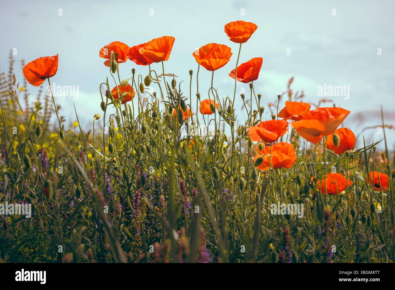 Vue de dessous des coquelicots contre le ciel. Photo avec arrière-plan flou et mise au point sélective. Image de fond d'écran avec la nature. Banque D'Images