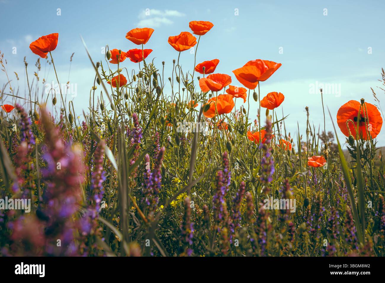 Les coquelicots vibrants et les fleurs violettes atteignent le ciel, une scène florale de rêve avec une mise au point douce et des couleurs riches. Photo avec arrière-plan flou. Banque D'Images