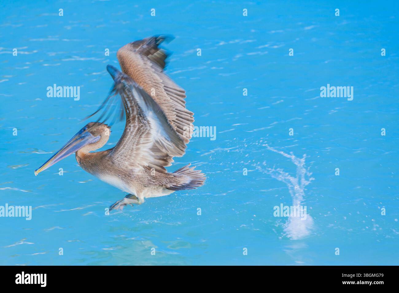 Pélican brun (Pelecanus occidentalis) départ du vol, Key West, Floride, États-Unis Banque D'Images