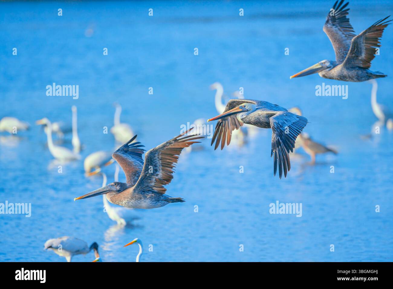Pélicans bruns (Pelecanus occidentalis) en vol, île de Sanibel, J.N. Ding Darling National Wildlife refuge Florida, États-Unis Banque D'Images