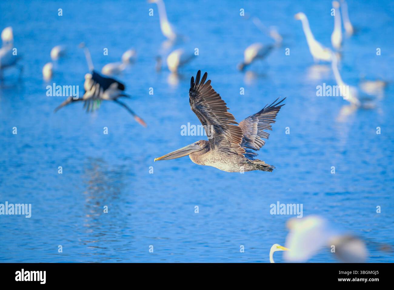 Pélican brun (Pelecanus occidentalis) en vol, île de Sanibel, J.N. Ding Darling National Wildlife refuge Florida, États-Unis Banque D'Images