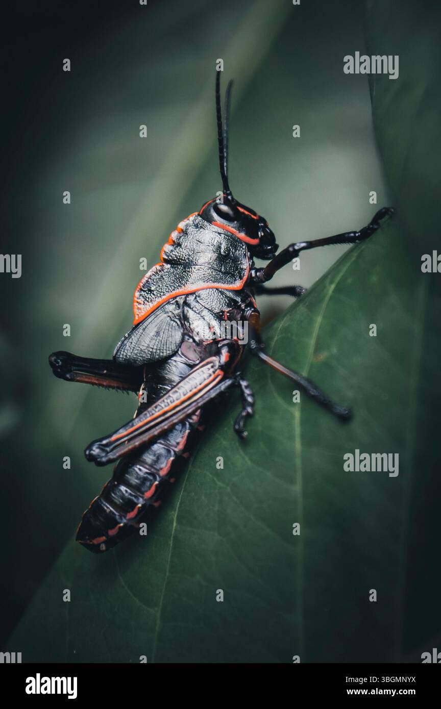 Criquet géant noir et rouge (Taeniopoda reticulata) dans la forêt tropicale du Costa Rica Banque D'Images