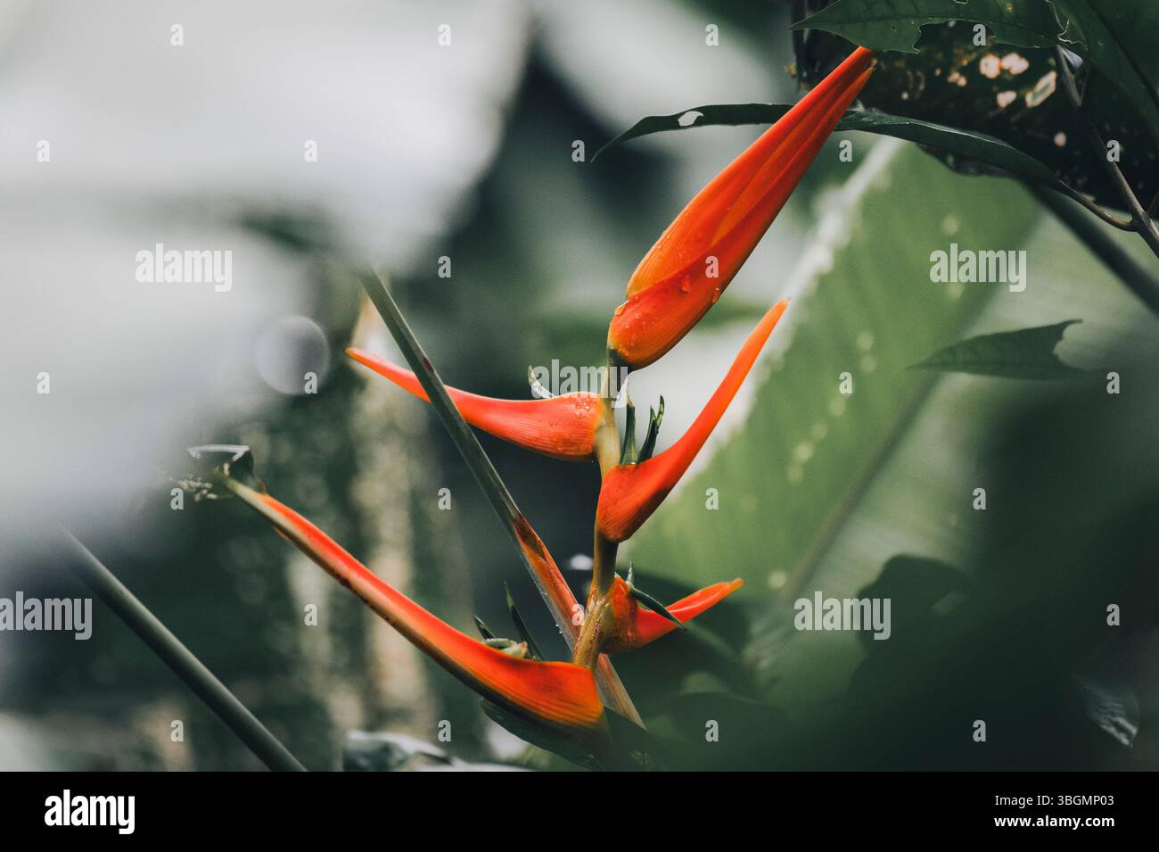 Fleur exotique d'une Heliconia latispatha dans la forêt tropicale costaricienne Banque D'Images