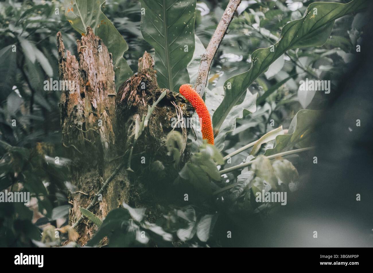 Fleur exotique d'un Anthurium schlechtendalii (queue de faisan) dans la forêt tropicale costaricienne Banque D'Images
