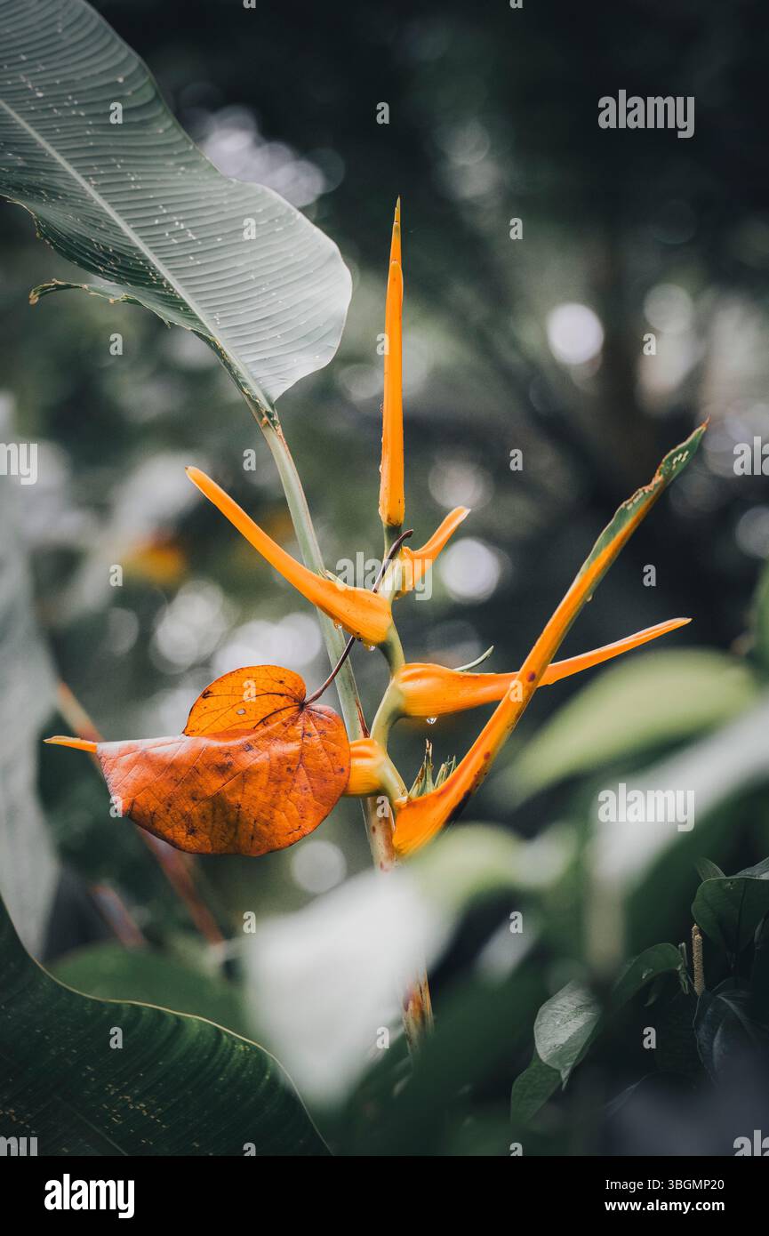Fleur exotique d'une Heliconia latispatha dans la forêt tropicale costaricienne Banque D'Images