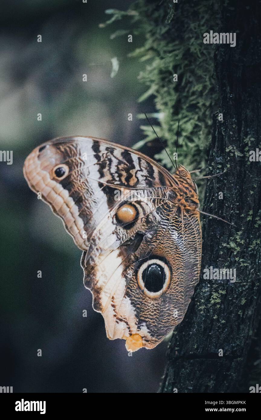 Papillon hibou géant de la forêt (Caligo atreus) assis sur un tronc en mousse dans la forêt tropicale du Costa Rica Banque D'Images