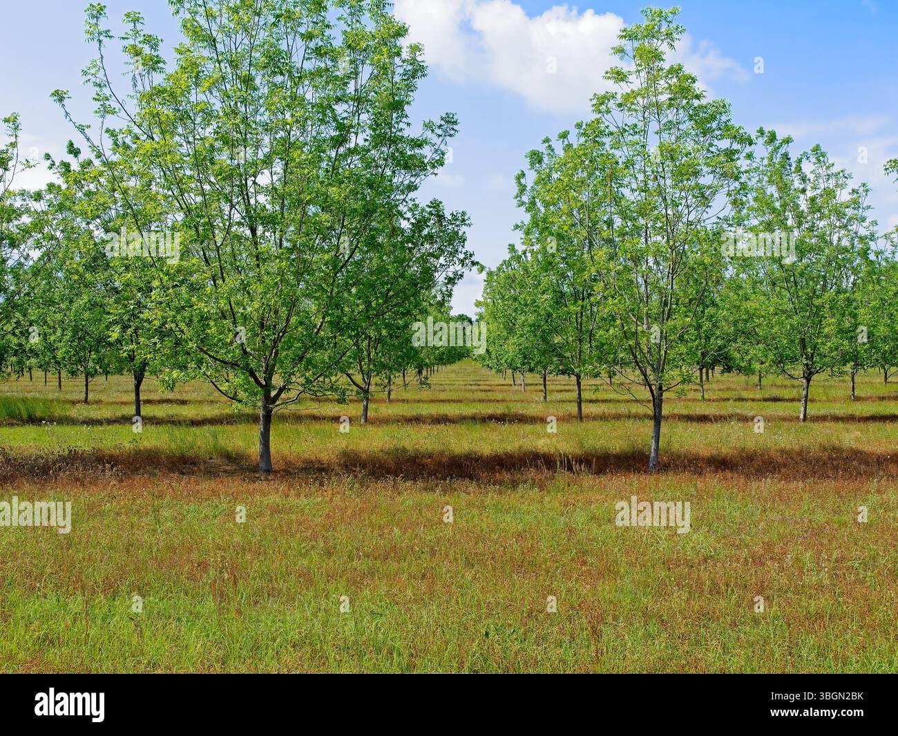 Rangées de pacanes dans un verger à l'extérieur de Plains Georgia au printemps Banque D'Images