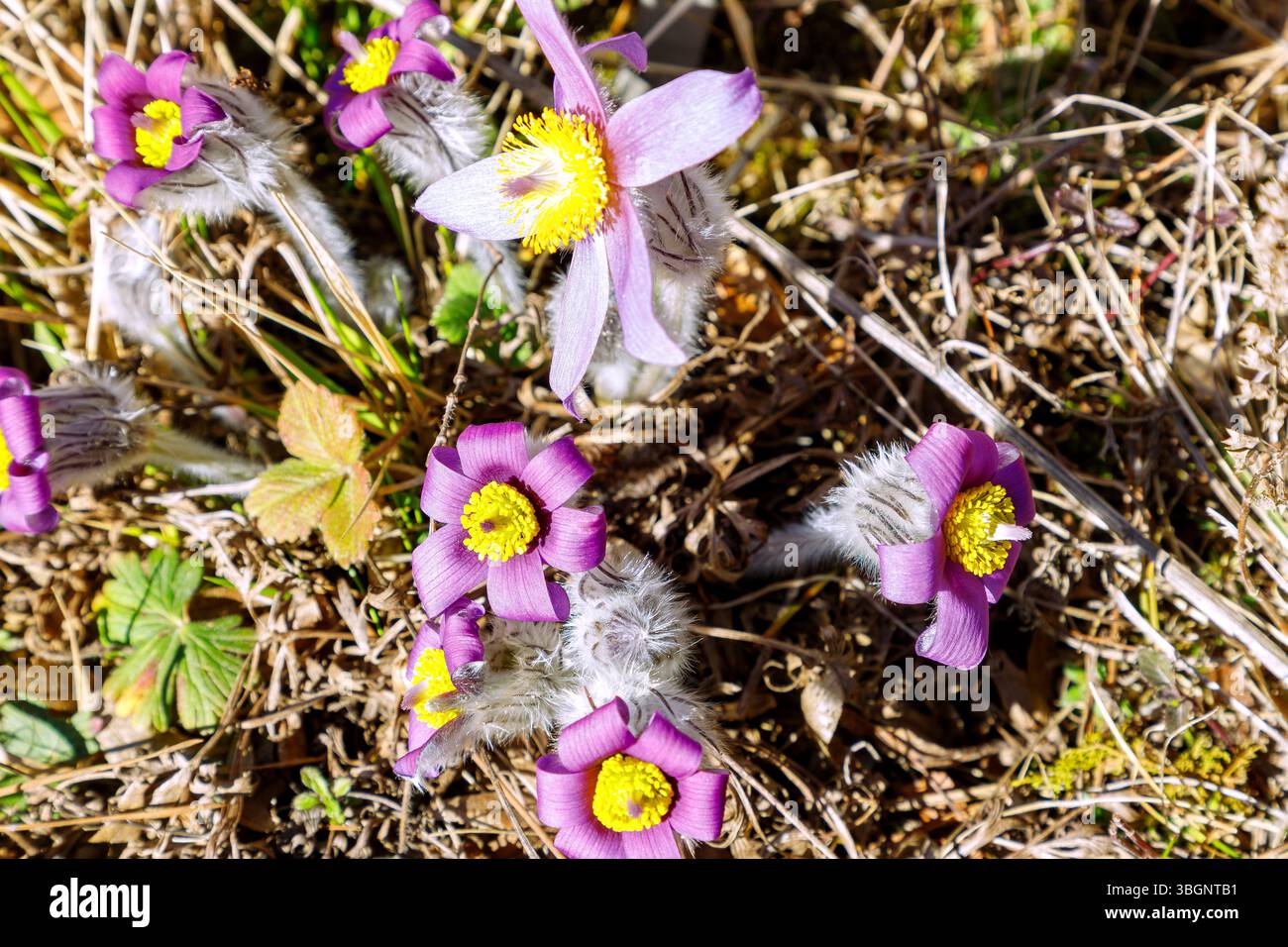 Fleur pasque fleurie (Pulsatilla vulgaris, grande fleur pasque) Banque D'Images