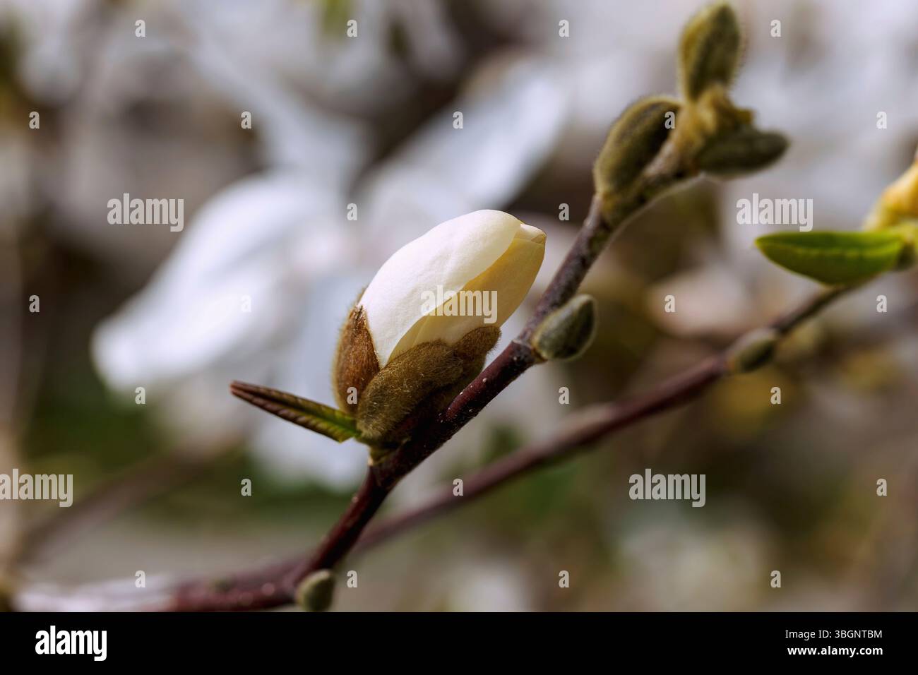Branche avec bourgeon floral du magnolia de Löbner (magnolia de Löbner, Magnolia x loebneri Kache, grand magnolia étoilé) Banque D'Images