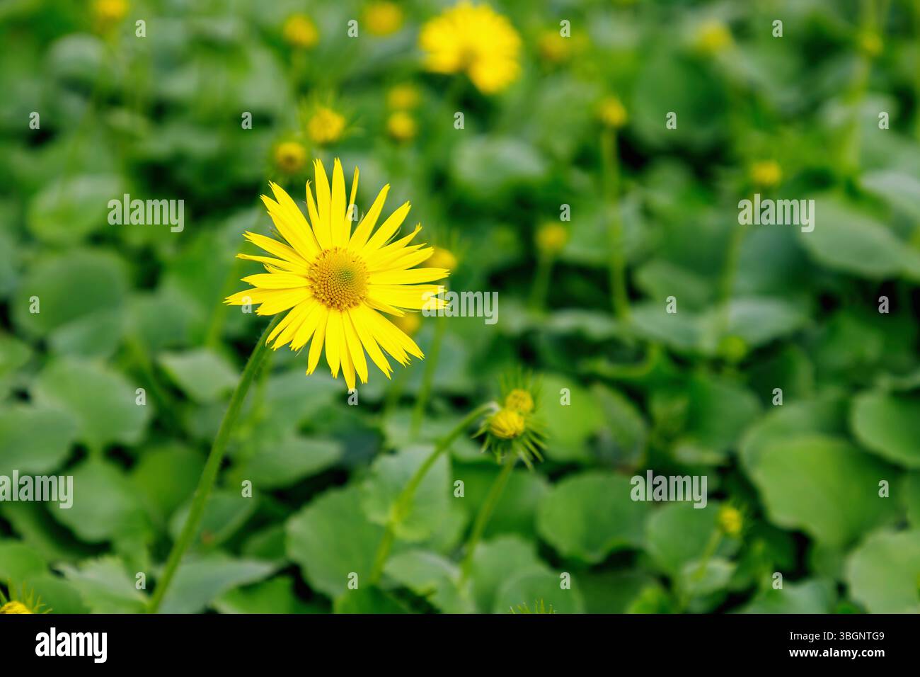 racines de chamois en fleurs (doronicum, racines de chamois, racines de chamois) Banque D'Images