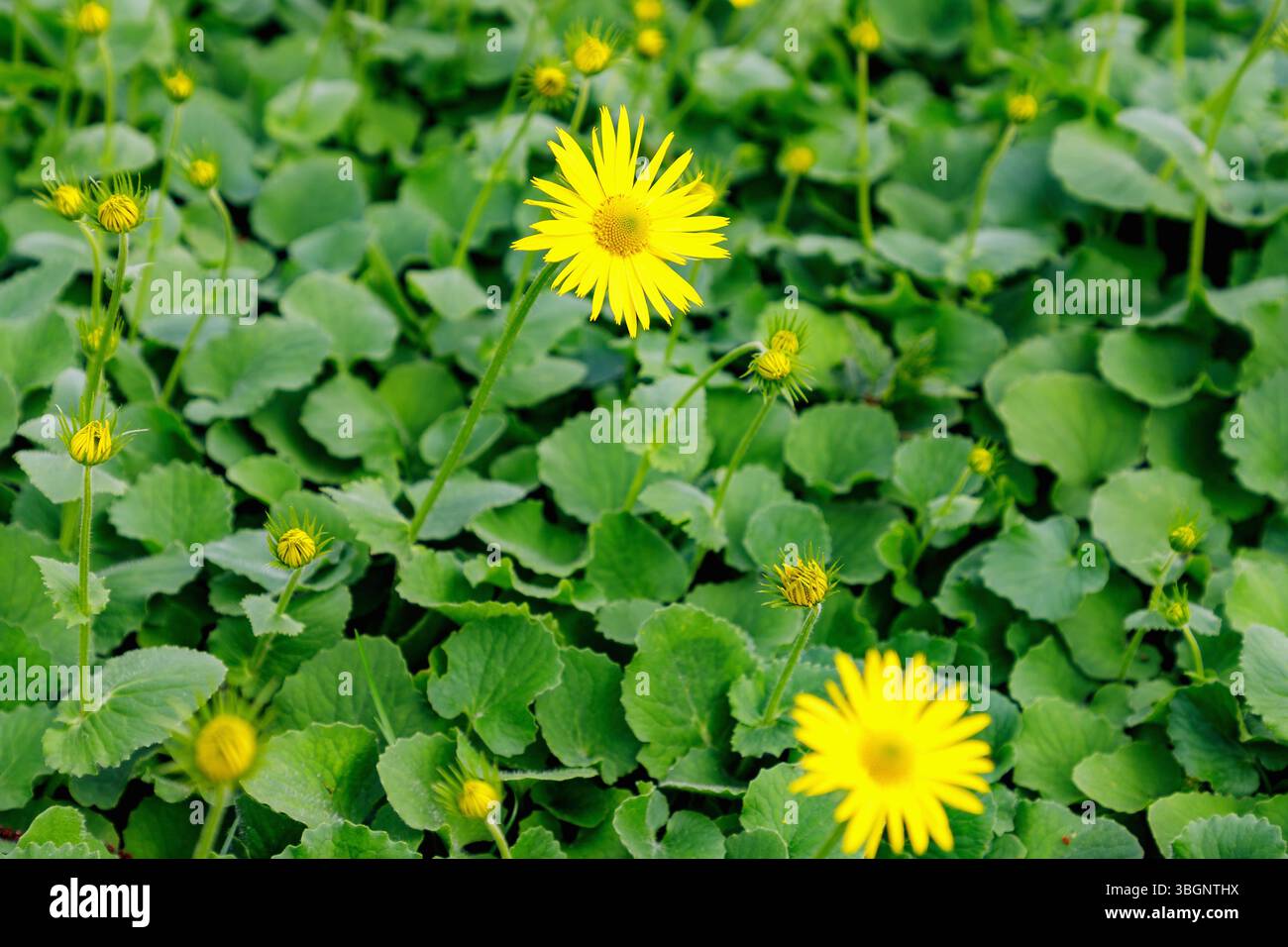 racines de chamois en fleurs (doronicum, racines de chamois, racines de chamois) Banque D'Images