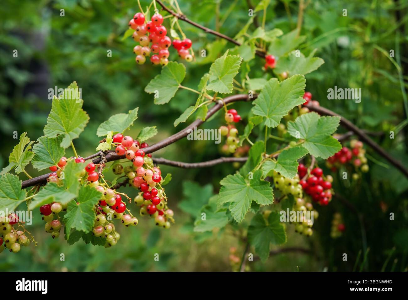 Maturation des groseilles rouges poussant sur un petit buisson de jardin, gros plan Banque D'Images