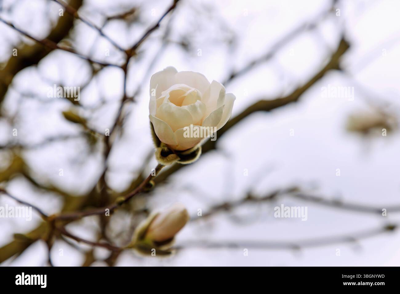 Branches à bourgeon floral du magnolia à grandes fleurs 'Merrill' (Magnolia x loebneri 'Merrill') Banque D'Images