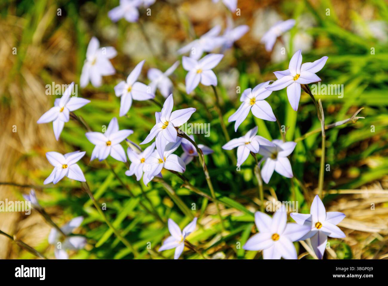 Étoile printanière à fleur unique (Ipheion uniflorum, étoile de fleur) Banque D'Images