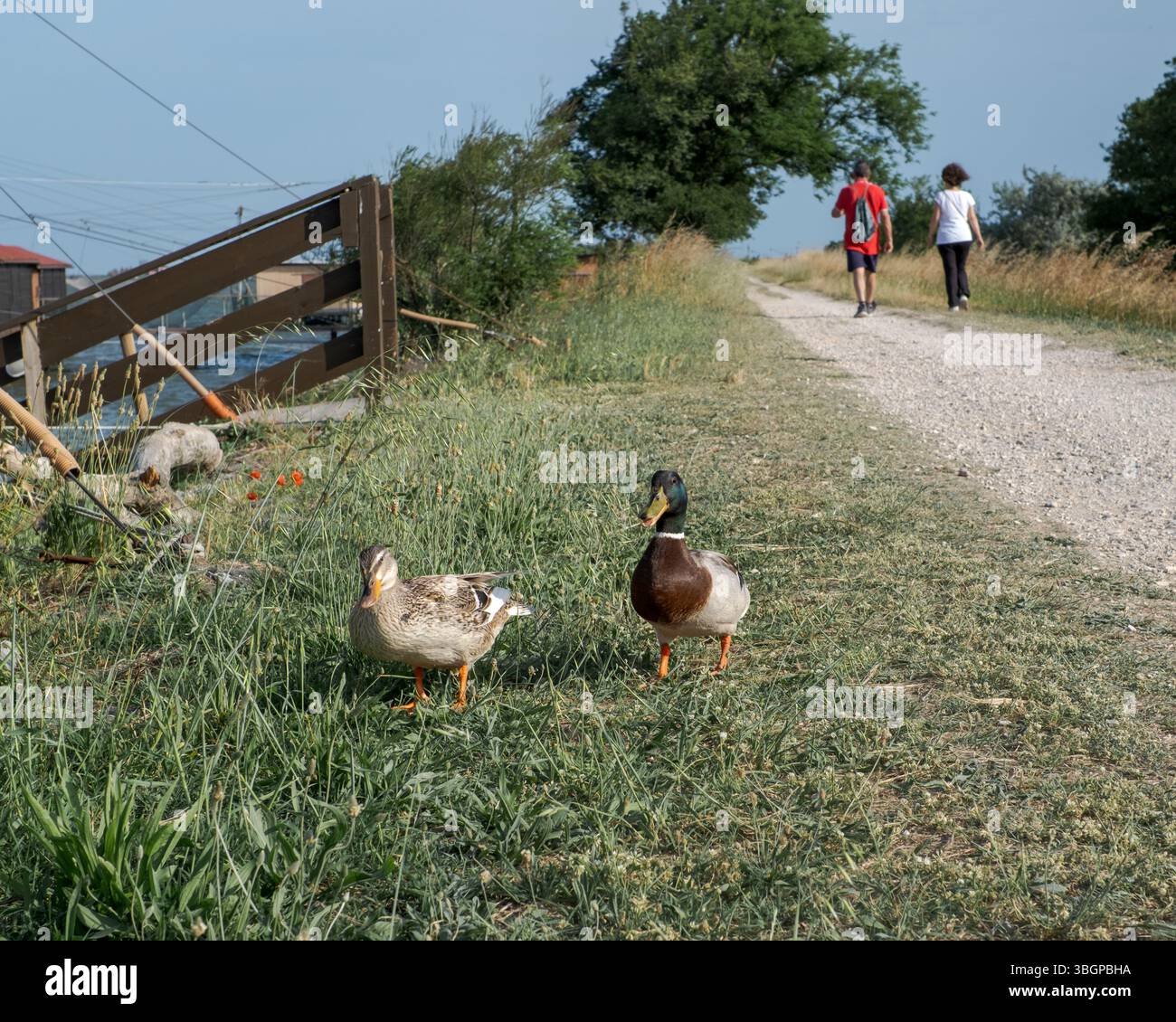 Rencontres le long des chemins du Parc régional du delta du Pô : une paire de canards appelés Mallard ; Province de Ferrare, Emilie-Romagne, Italie Banque D'Images