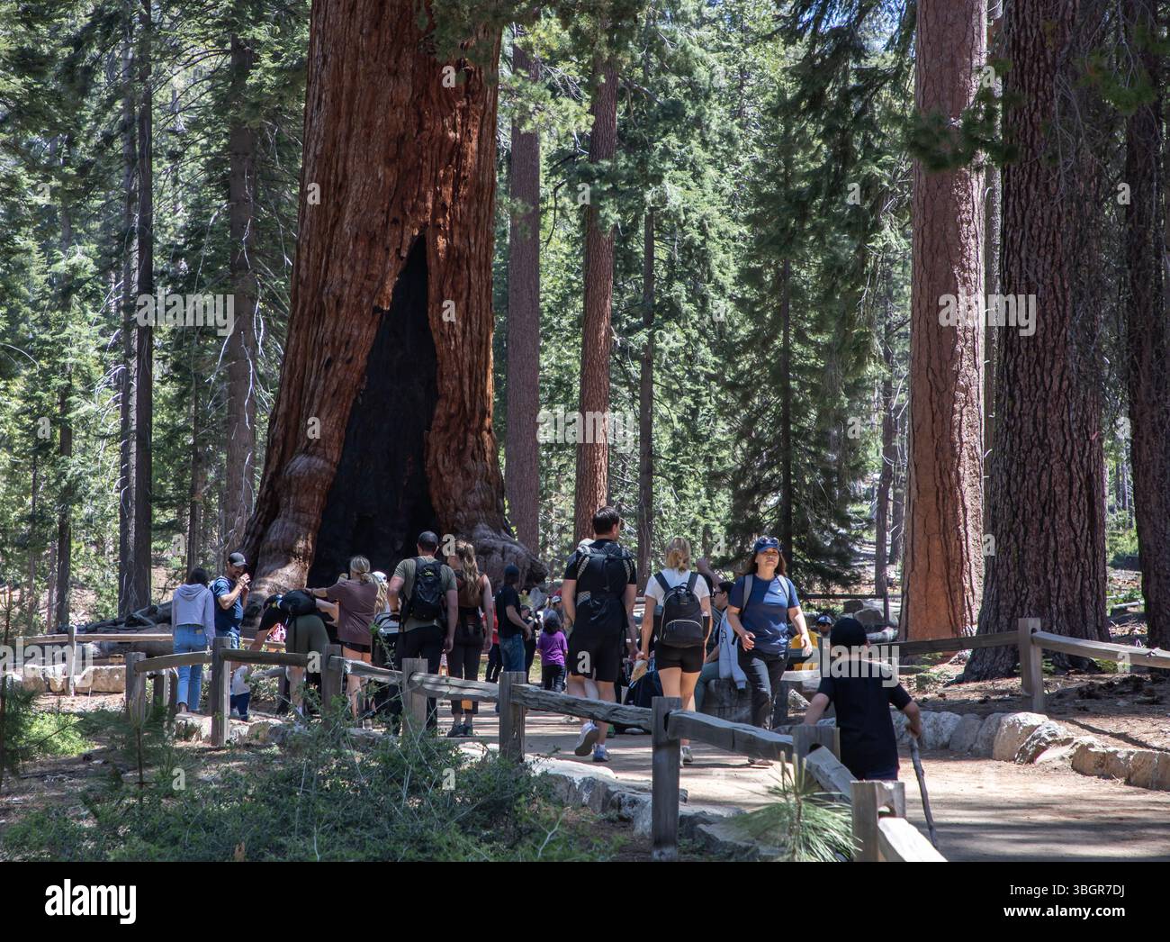 Touristes visitant le géant Grizzly à Mariposa Grove, situé dans la région sud du parc national de Yosemite, en Californie Banque D'Images