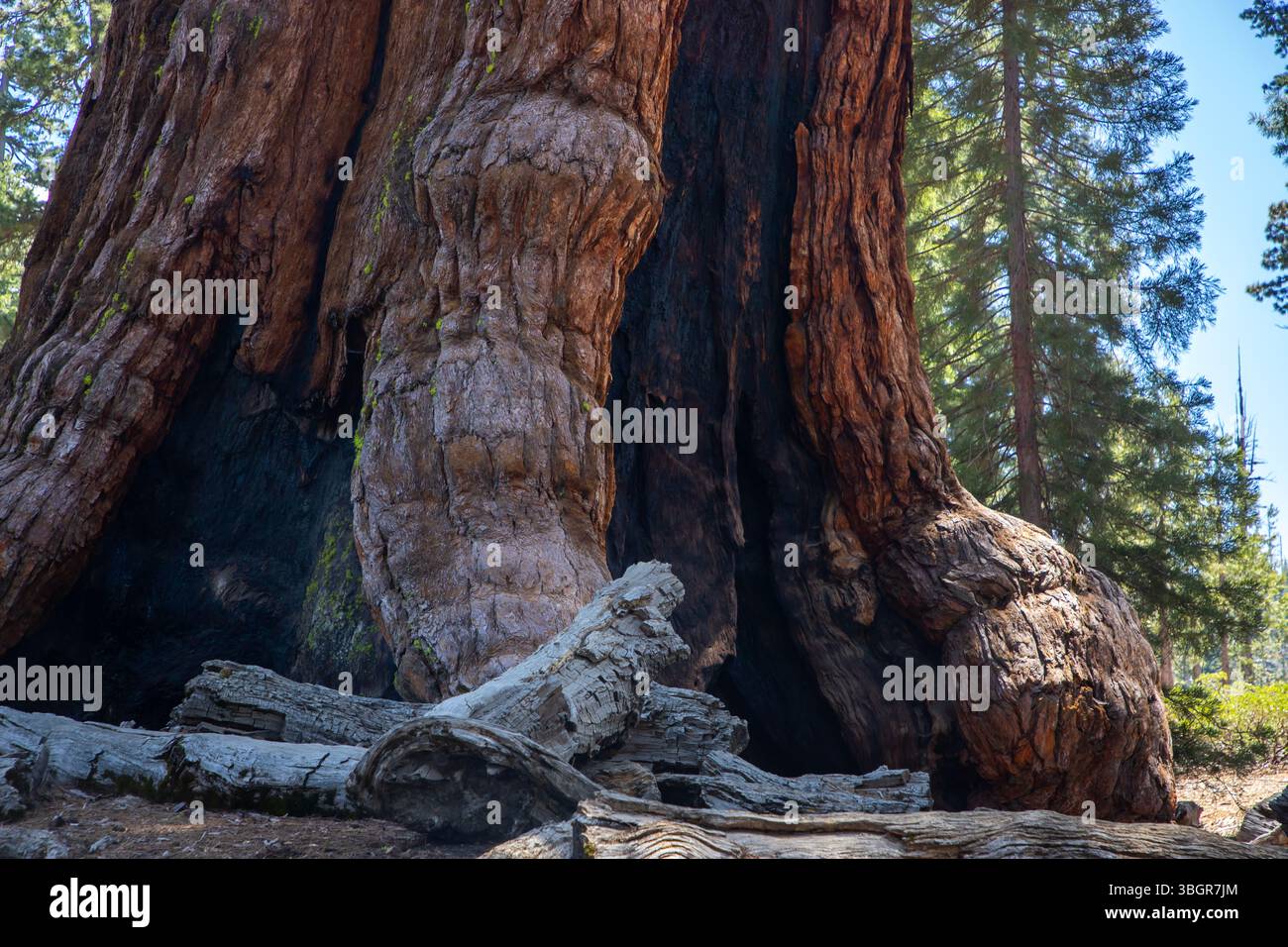Le séquoia géant Grizzly à Mariposa Grove, situé dans la région sud du parc national de Yosemite, en Californie Banque D'Images