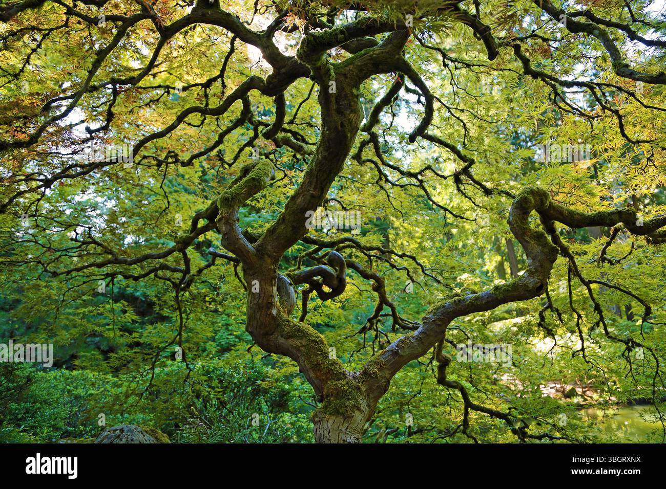 Bel érable torsadé - Portland Japanese Garden, Oregon Banque D'Images