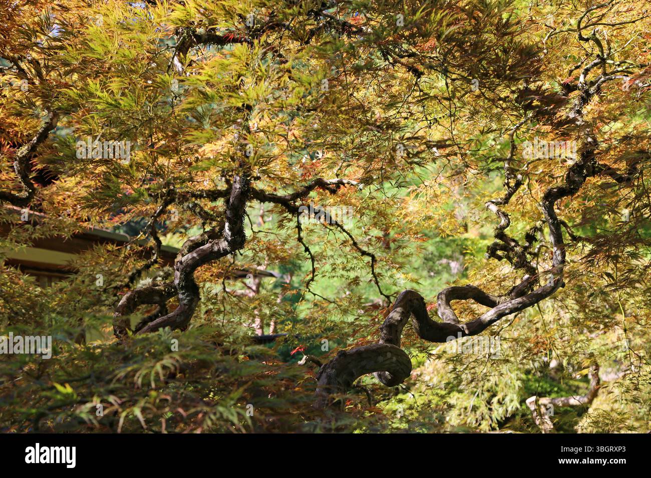 Couronne d'arbre et branches torsadées - Portland Japanese Garden, Oregon Banque D'Images
