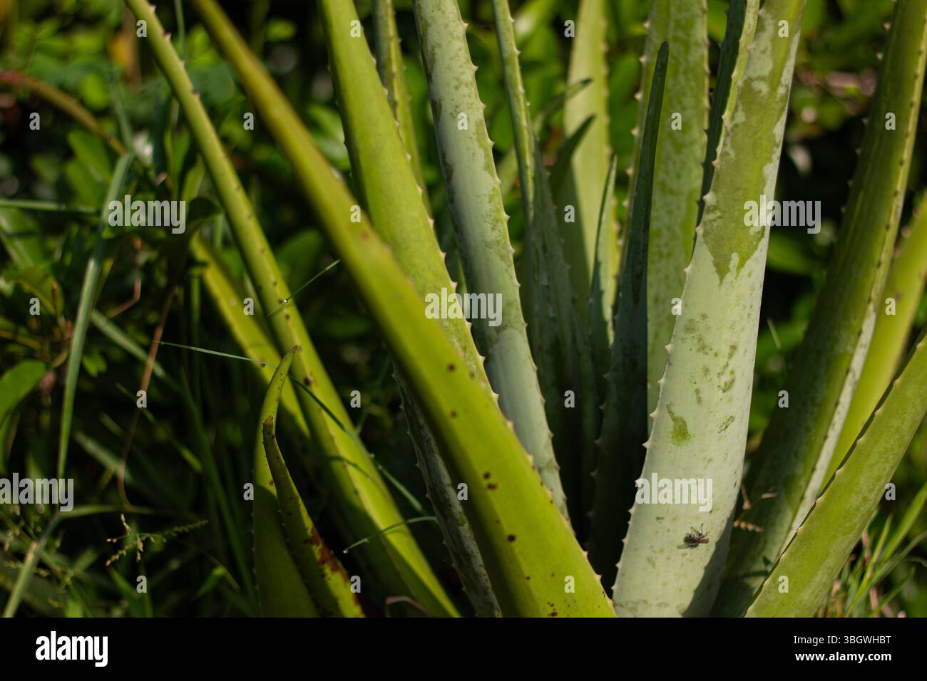 Gros plan d'une plante succulente d'Aloe Vera frache aux feuilles vertes  paisses. Ingrdient naturel pour les soins de la peau, la sant, le  bien-tre et la mdecine Photo Stock - Alamy